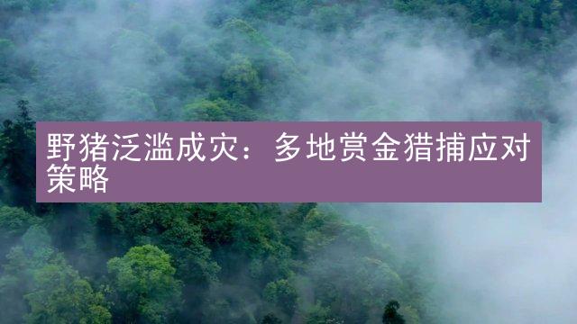 野猪泛滥成灾：多地赏金猎捕应对策略